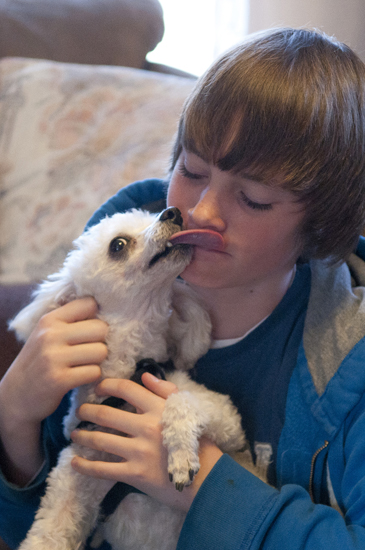 Peyton, a toy poodle, licks Dakota Foreman on Wednesday, April 3, 2013, at the Foremans\' home in Lafayette. The Focosi family found Peyton and used his embedded chip to find his owners.
