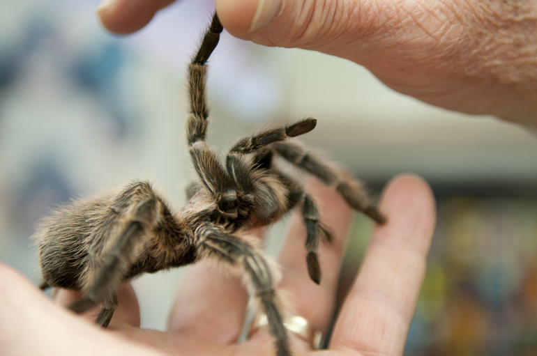 A Chilean rose tarantula shows its fangs to entomology professor Tom Turpin on Wednesday, April 10, 2013 in Purdue University\'s Smith Hall. Purdue\'s Department of Entomology celebrated 100 years of work at this year\'s Bug Bowl, part of Spring Fest.