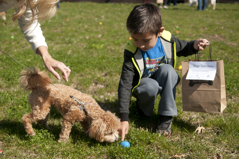 Lola, a Bichon/poddle mix, finds an egg with the help of Noah McCullum, 6, during Three Dogs Bakery\'s annual Easter Begg Hunt at Hamilton Town Centre in Noblesville, Saturday, April 19, 2014. Dogs could eat treats hidden inside the eggs if either their nose or the nose of their human touched the egg.