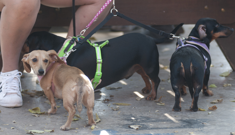 Dachshunds Ladybug, Toby and Mollie, contestants in the weiner-dog race, wait with their human, Gina Holguin, during GermanFest at the Athenaeum in Indianapolis, Saturday, Oct. 12, 2013.