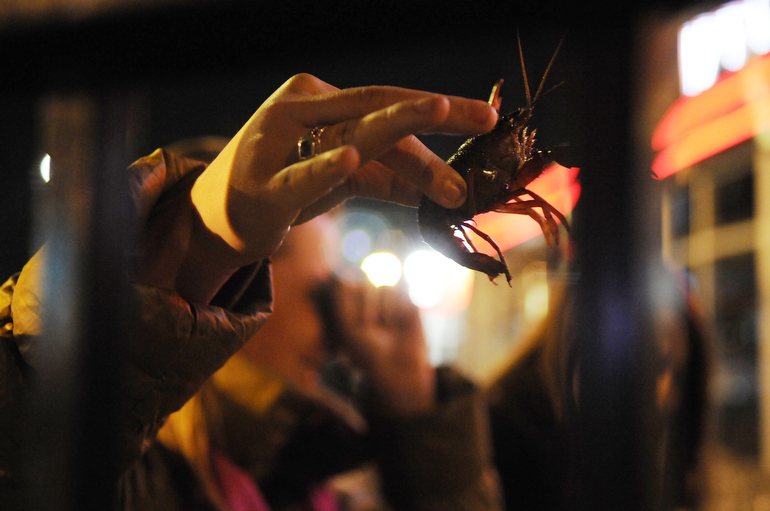 Elyse Petruzzi holds onto a live Louisiana crawfish during Mardi Gras celebrations at Kilroy&rsquo;s. (Alex Farris / For The Star)