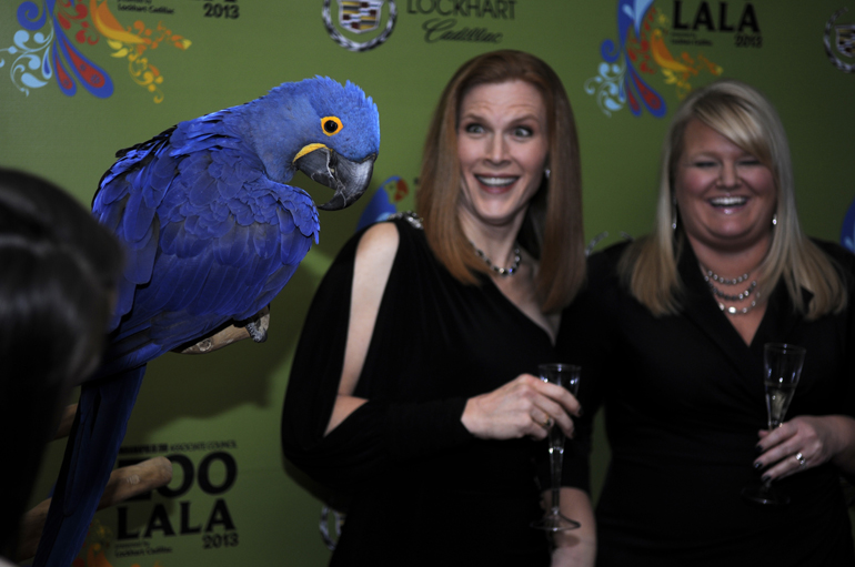 The Indianapolis Zoo&rsquo;s blue macaw, Colt, poses for pictures with attendees at the inaugural Zoolala at the zoo&rsquo;s Dolphin Pavilion, Saturday, Feb. 2, 2013. The event, similar to Zoobilation, gathered young leaders from throughout the Central Indiana area. (Alex Farris / For The Star)